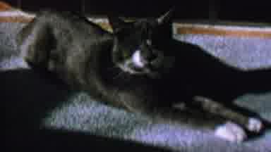St Paul Minnesota USA (1962): Retro Film Of Cat