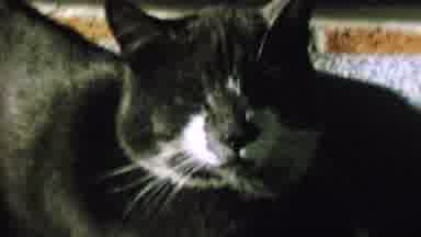 St Paul Minnesota USA (1962): Sleepy Cat Moving Ears