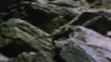 St Paul Minnesota USA (1962): Mouse Running Over Rocks Then Scratches Itself