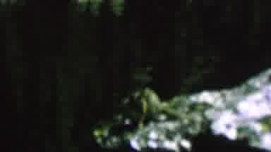St Paul Minnesota USA-1962: Watching A Mountain Chipmunk