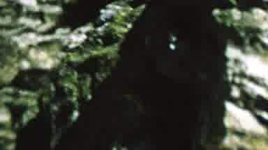 St Paul Minnesota USA (1962): Chipmunk Moving Swiftly Over Rocks