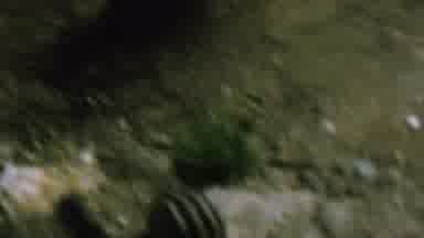 St Paul Minnesota USA-1962: Chipmunk Leaping From Rock And Looking Around