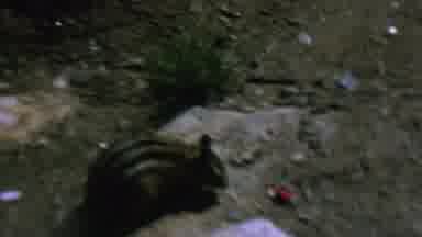 St Paul Minnesota USA (1962): Squirrel Attempting To Attack A Young Child