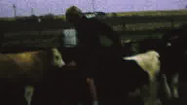 St Paul Minnesota USA (1962): Boy Sitting On Cow Whips Cow