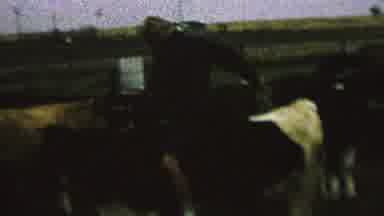St Paul Minnesota USA (1962): A Boy Rides A Cow In A Corral While Whipping Its
