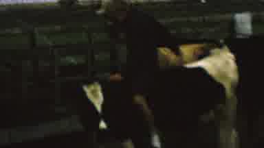 St Paul Minnesota USA (1962): The Boy Rode The Young Cow