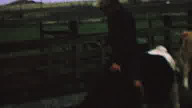 St Paul Minnesota USA (1962): A Kid Riding A Cow And Whipping It With A Riding