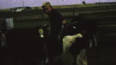 St Paul Minnesota USA (1962): A Boy Rides A Cow While Beating Its Flanks With A