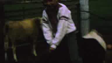 St Paul Minnesota USA (1962): Boy In A White Sweater Rides A Cow