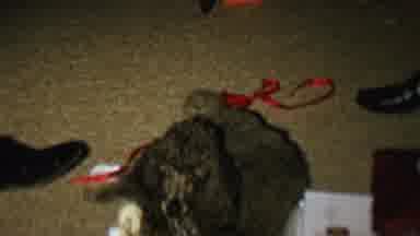 St Paul Minnesota USA (1962): Christmas Dog