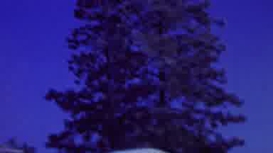 St Paul Minnesota USA (1962): Tall Tree Behind House