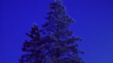 St Paul Minnesota USA (1962): Tree In The Winter Time And Woman