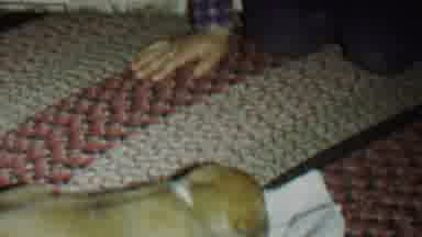 St Paul Minnesota USA (1962): Puppy Playing With His Owner