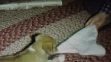 St Paul Minnesota USA (1962): Dog Playing With His Cloth (Very Cute)