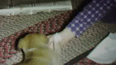 St Paul Minnesota USA (1962): Playful Brown Puppy On A Braided Rug