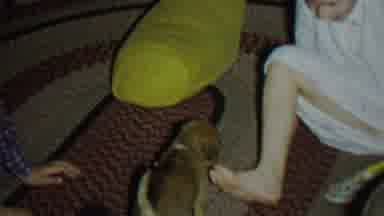 St Paul Minnesota USA (1962): Puppy Licking A Little Girl's Toe While The Boy