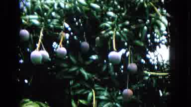 Hawaii (1965): Many Purple Fruits Hang From Green Trees In Jungle At Day Time.