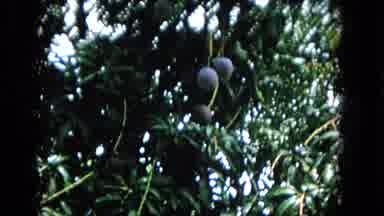 Hawaii (1965): Very Beautiful Boats In The Sea And Beautiful Sleeves In The Trees