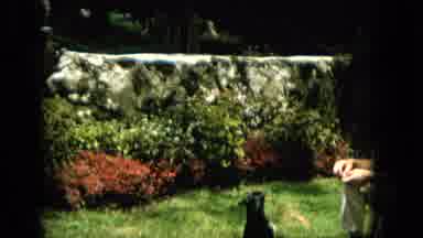 Hawaii (1965): Dog Doing Tricks For His Master For Food.