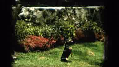 Hawaii (1965): Small Black Dog Sitting Up And Begging In A Sunny Garden