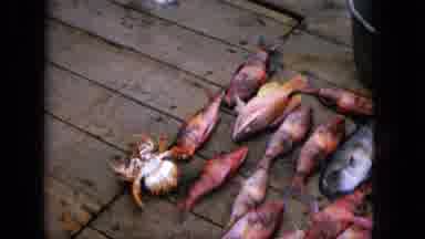 1965:EASTER MOLOKAI WHALES BEACH PARADE ALOHA TOWER. Dead Fish And Seafood