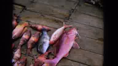1965:EASTER MOLOKAI WHALES BEACH PARADE ALOHA TOWER. Fresh Caught Red Snapple