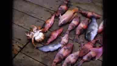 1965:EASTER MOLOKAI WHALES BEACH PARADE ALOHA TOWER. Fish Caught During Trip