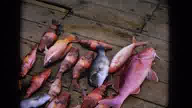 1965:EASTER MOLOKAI WHALES BEACH PARADE ALOHA TOWER. Fish And Lobster Catch