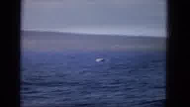 1965: Easter Molokai Whales Beach Parade Aloha Tower. Clips Of Dolphins Diving In