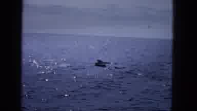 1965:EASTER MOLOKAI WHALES BEACH PARADE ALOHA TOWER. Clips Of Dolphins Diving In