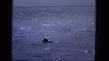 1965: Dolphin Swimming in Blue Ocean Viewed Through Window Frame