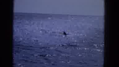 1965:EASTER MOLOKAI WHALES BEACH PARADE ALOHA TOWER. Fin In The Water