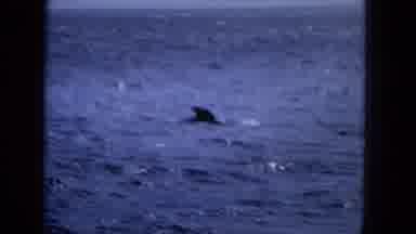 1965: Easter Molokai Whales Beach Parade Aloha Tower. Video Footage Of Whale Surfacing In Ocean