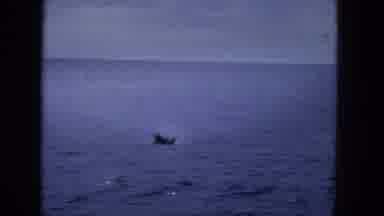 1965:EASTER MOLOKAI WHALES BEACH PARADE ALOHA TOWER. Getting Drowned By