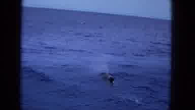 1965:EASTER MOLOKAI WHALES BEACH PARADE ALOHA TOWER. A Look At A Dolphin In The