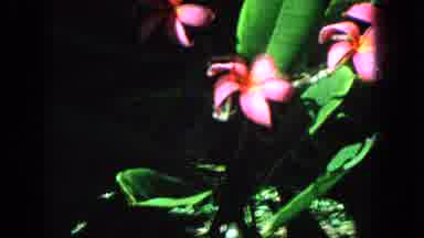 1965:EASTER MOLOKAI WHALES BEACH PARADE ALOHA TOWER. Pink Flowering Plant