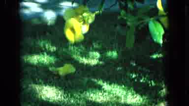 1965:EASTER MOLOKAI WHALES BEACH PARADE ALOHA TOWER. Yellow Flowers And Swaying