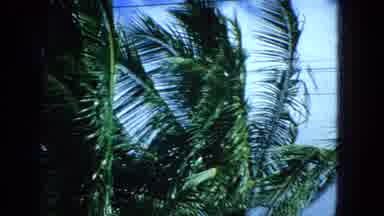 1965:EASTER MOLOKAI WHALES BEACH PARADE ALOHA TOWER. Palm Tree Blowing In Wind