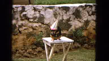 1965:EASTER MOLOKAI WHALES BEACH PARADE ALOHA TOWER. A Dog In A Party Hat Sits