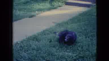 Wellsburg Iowa (1965): Crazy Black Bird Lying Near A Sidewalk