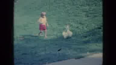 Wellsburg Iowa (1965): Small Child Chases Duck On Grassy Lawn.
