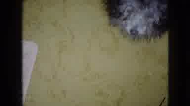 Wellsburg Iowa (1965): Small Grey Poodle Dog Walking Around On Carpet