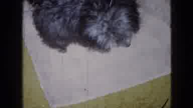 Wellsburg Iowa (1965): Small Poodle Dog Sitting And Walking Inside Home.
