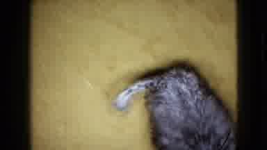 Wellsburg Iowa (1965): Dog Running With Its Tail Wriggling