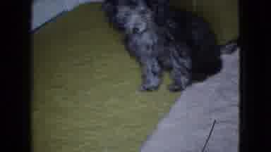 Wellsburg Iowa (1965): Little Black Dog Walking And Sniffing