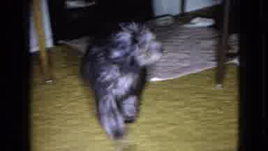 Wellsburg Iowa (1965): Poodle Walks Into Room And Gets Scared Of Camera