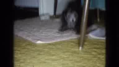 Wellsburg Iowa (1965): Shaky Dog