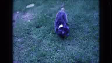 Wellsburg Iowa (1965): Small Gray Poodle Dog Squatting On The Green Grass Looking