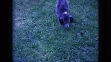 Wellsburg Iowa (1965): Puppy And Small Child Walking Through Grass Field