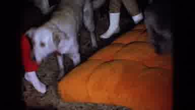 Wellsburg Iowa (1965): Family Gathering With Dogs
